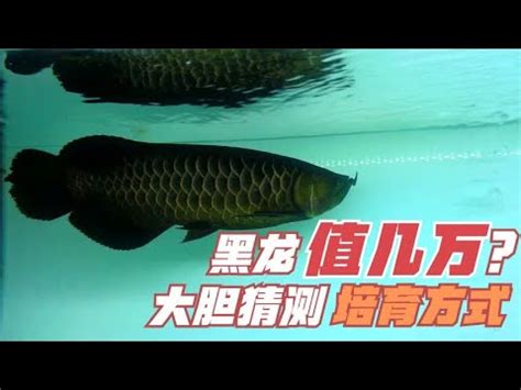 黑龍魚價格|黑龍鯉 